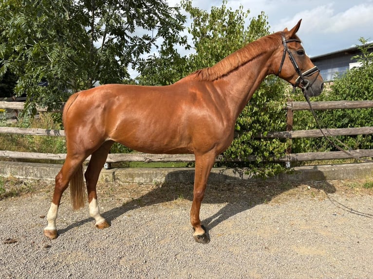 Duits sportpaard Merrie 6 Jaar 168 cm Vos in Grevenbroich