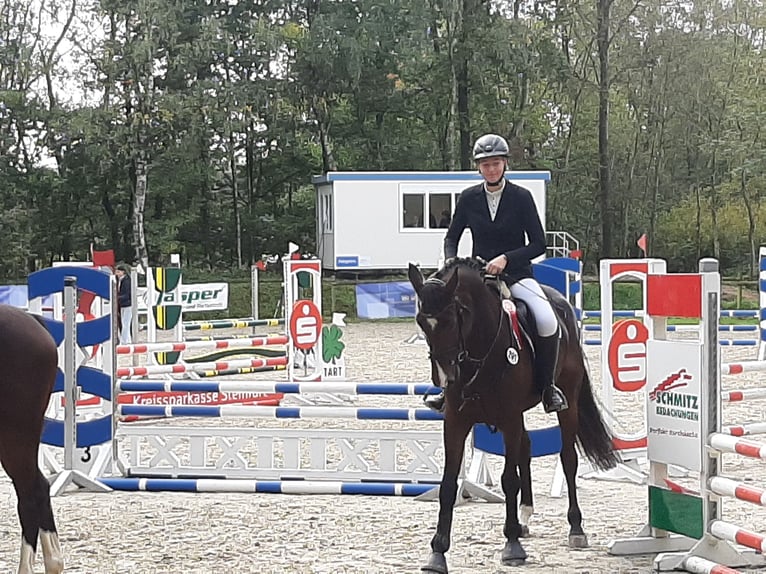 Duits sportpaard Merrie 6 Jaar 169 cm Bruin in Borgholzhausen