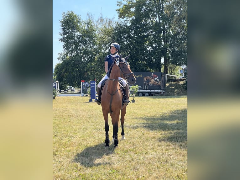 Duits sportpaard Merrie 6 Jaar 169 cm Bruin in Lörrach