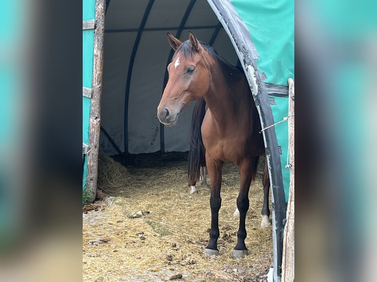 Duits sportpaard Merrie 6 Jaar 169 cm Bruin in Lörrach