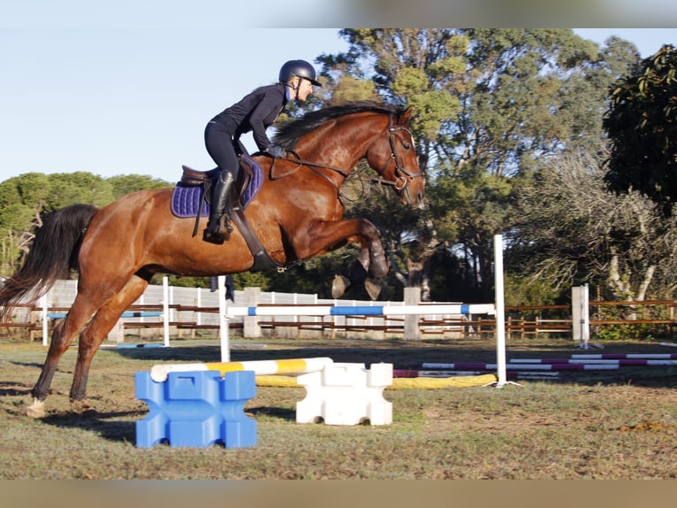 Duits sportpaard Merrie 6 Jaar 169 cm Bruin in Lörrach