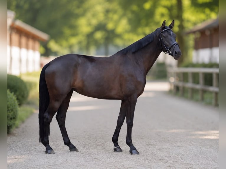 Duits sportpaard Merrie 6 Jaar 169 cm Zwartbruin in Großweil