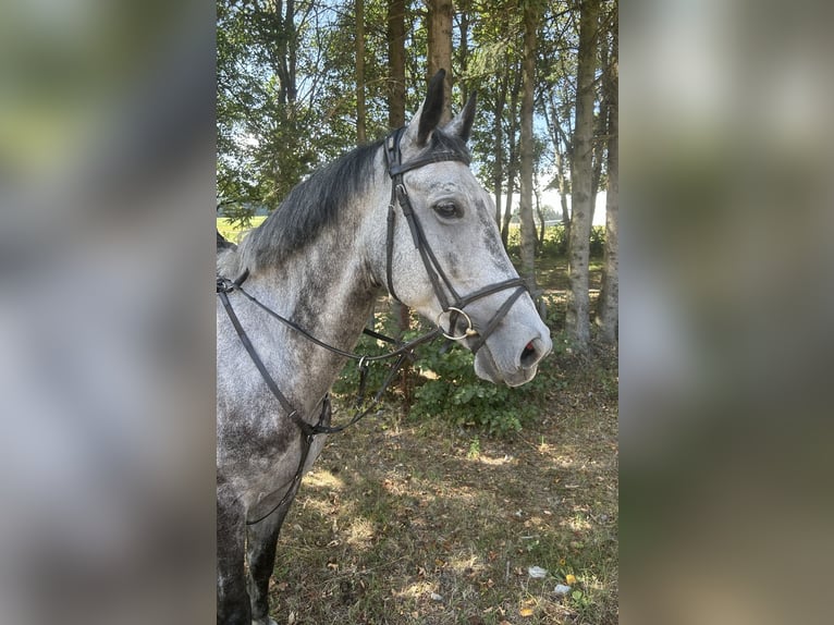 Duits sportpaard Merrie 6 Jaar 170 cm Appelschimmel in Pelmberg