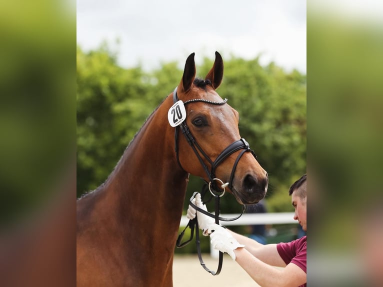 Duits sportpaard Merrie 6 Jaar 170 cm Bruin in Gotha