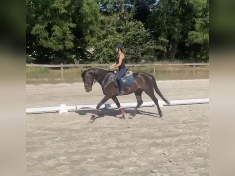 Duits sportpaard Merrie 6 Jaar 170 cm Bruin in Überherrn