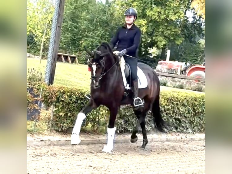 Duits sportpaard Merrie 6 Jaar 170 cm Bruin in Olfen