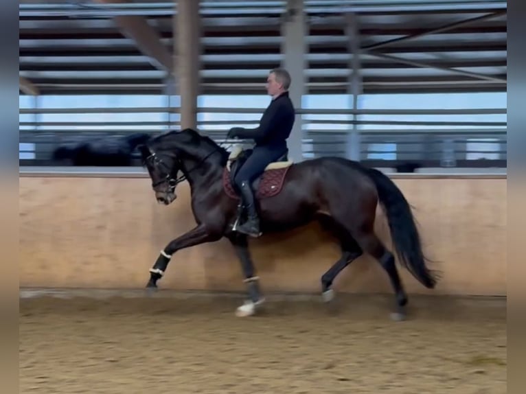 Duits sportpaard Merrie 6 Jaar 170 cm Bruin in Olfen