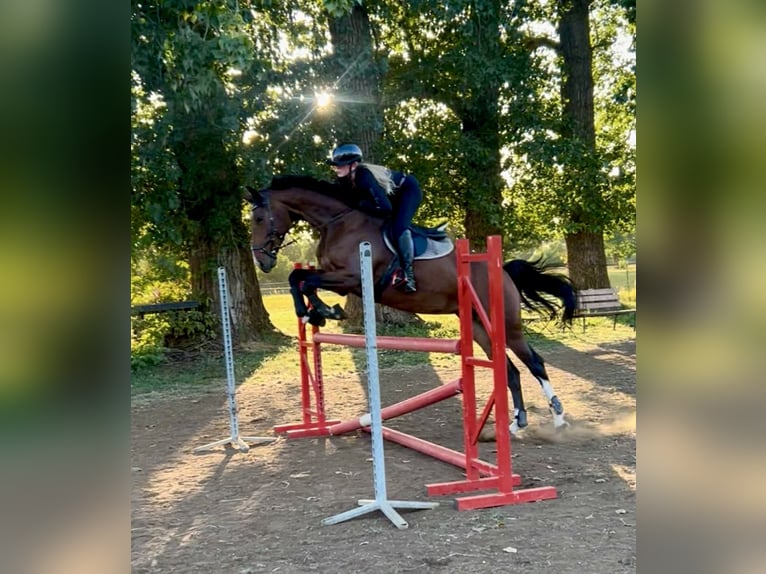 Duits sportpaard Merrie 6 Jaar 170 cm Bruin in Leipzig