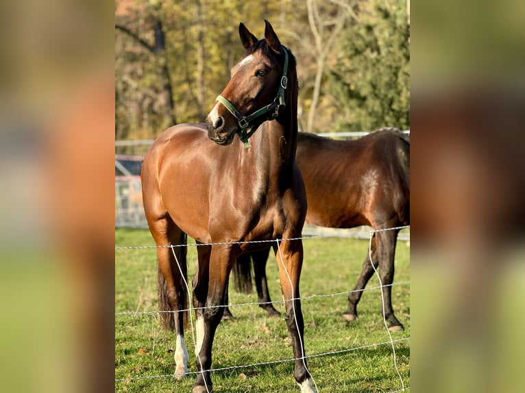 Duits sportpaard Merrie 6 Jaar 170 cm Bruin in Leipzig