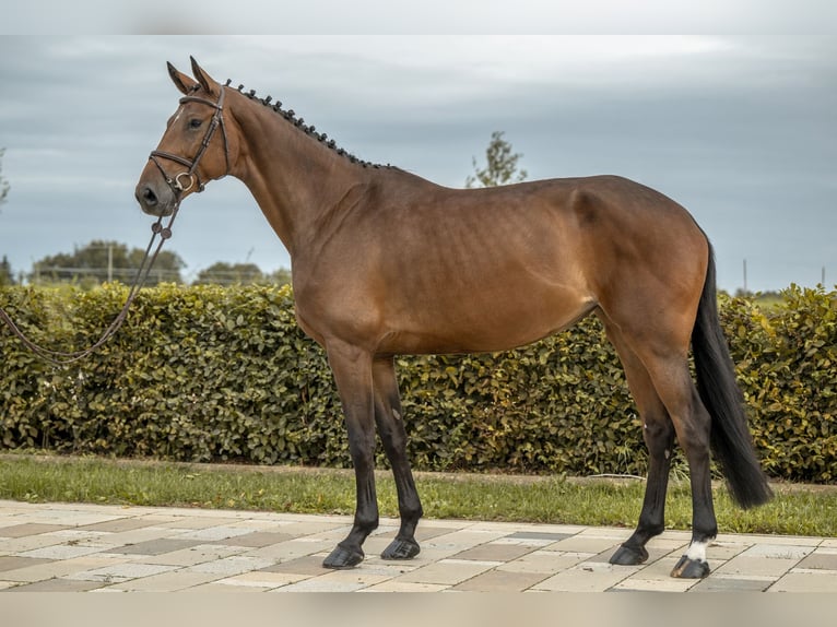 Duits sportpaard Merrie 6 Jaar 170 cm Bruin in Gomadingen