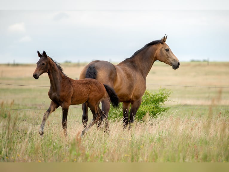 Duits sportpaard Merrie 6 Jaar 170 cm Buckskin in Pritzwalk