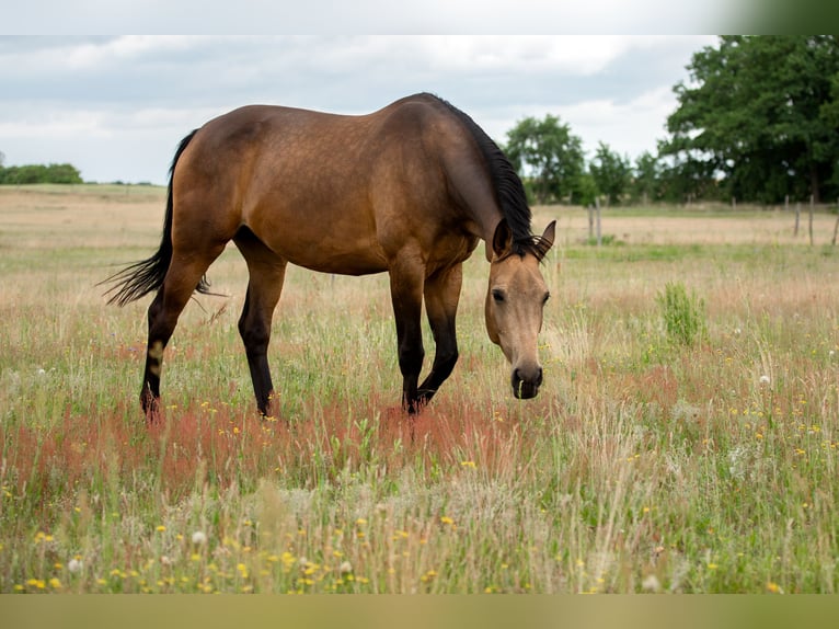 Duits sportpaard Merrie 6 Jaar 170 cm Buckskin in Pritzwalk