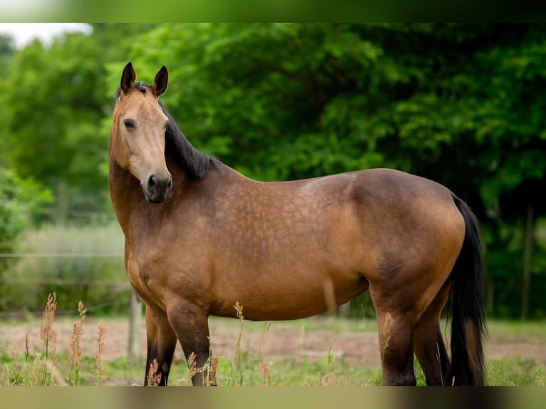 Duits sportpaard Merrie 6 Jaar 170 cm Buckskin in Pritzwalk