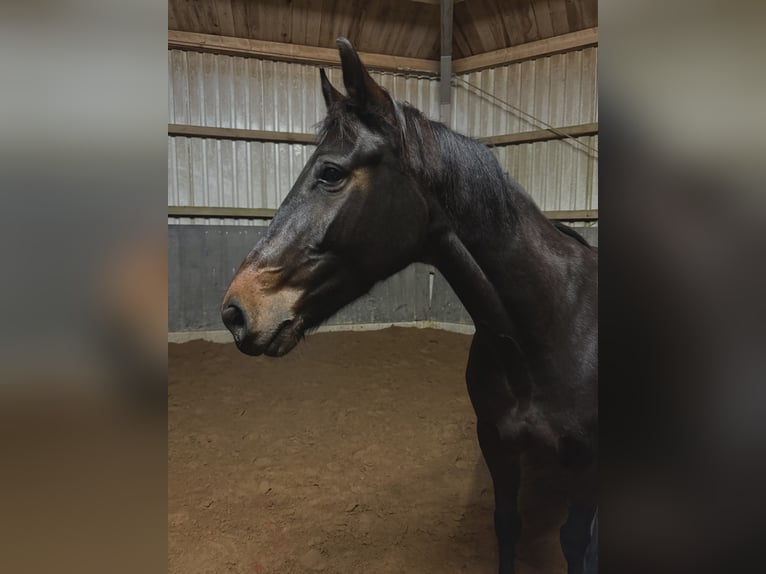 Duits sportpaard Merrie 6 Jaar 170 cm Donkerbruin in Kefenrod
