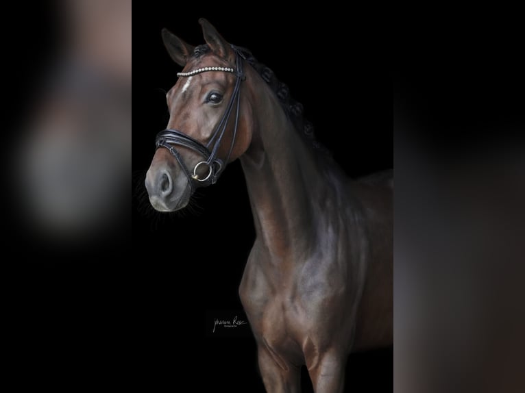 Duits sportpaard Merrie 6 Jaar 170 cm Donkerbruin in Zorneding