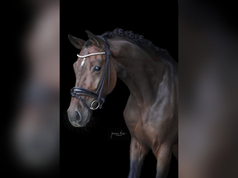 Duits sportpaard Merrie 6 Jaar 170 cm Donkerbruin in Zorneding