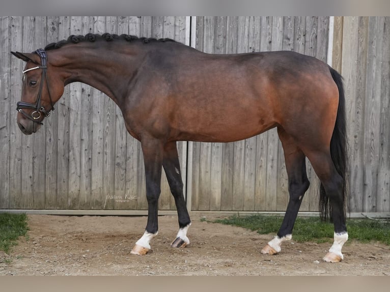Duits sportpaard Merrie 6 Jaar 170 cm Donkerbruin in Zorneding
