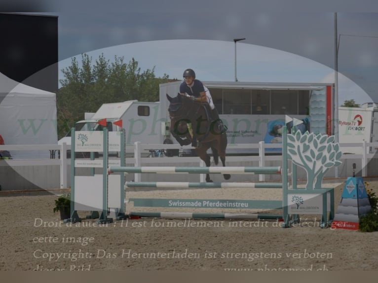 Duits sportpaard Merrie 6 Jaar 170 cm Donkerbruin in Kaisten