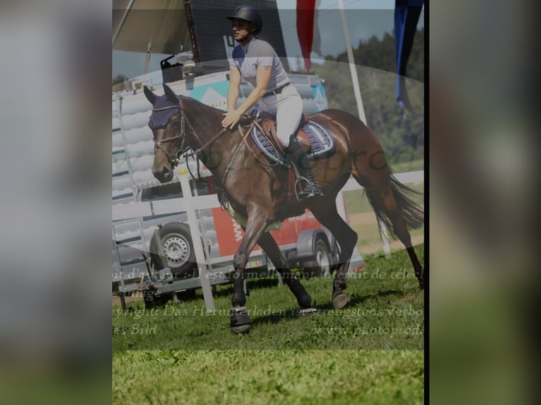 Duits sportpaard Merrie 6 Jaar 170 cm Donkerbruin in Kaisten