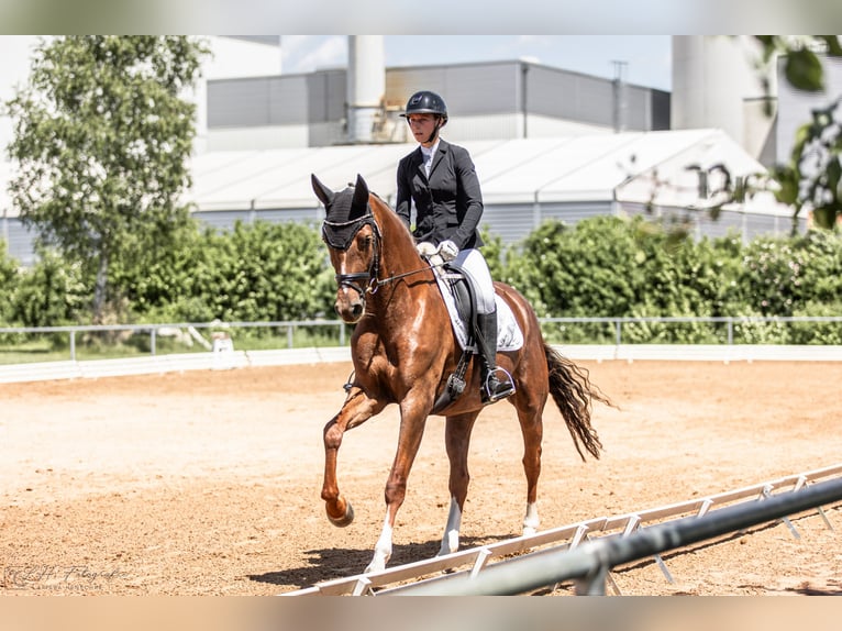 Duits sportpaard Merrie 6 Jaar 170 cm Donkere-vos in Aurach