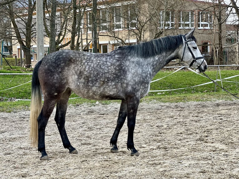 Duits sportpaard Merrie 6 Jaar 170 cm Schimmel in Görlitz