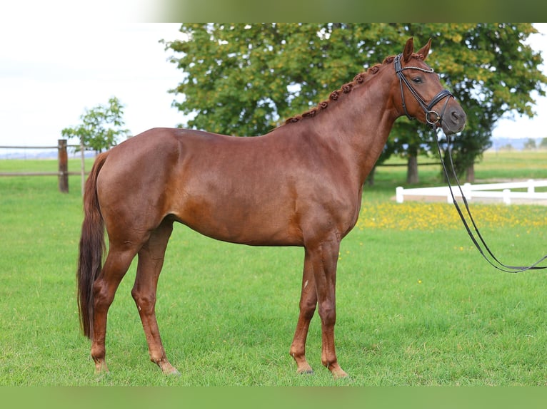 Duits sportpaard Merrie 6 Jaar 170 cm Vos in Gomadingen
