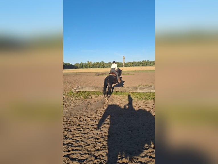 Duits sportpaard Merrie 6 Jaar 170 cm Zwart in Neustadt dosse