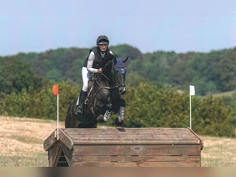 Duits sportpaard Merrie 6 Jaar 170 cm Zwartbruin in Tasdorf