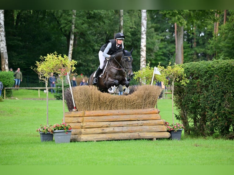 Duits sportpaard Merrie 6 Jaar 170 cm Zwartbruin in Tasdorf