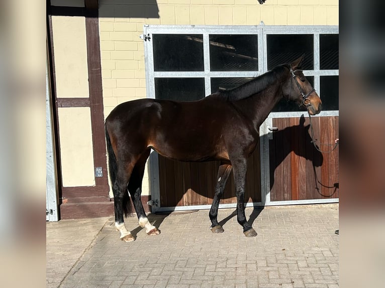 Duits sportpaard Merrie 6 Jaar 171 cm Donkerbruin in Einbeck