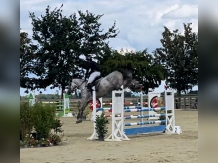 Duits sportpaard Merrie 6 Jaar 171 cm Schimmel in Porta Westfalica