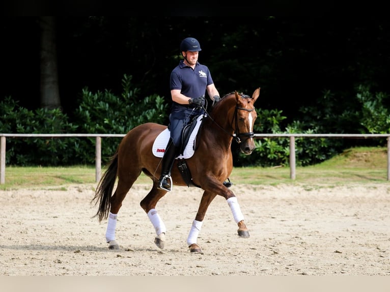 Duits sportpaard Merrie 6 Jaar 171 cm Vos in Wuppertal