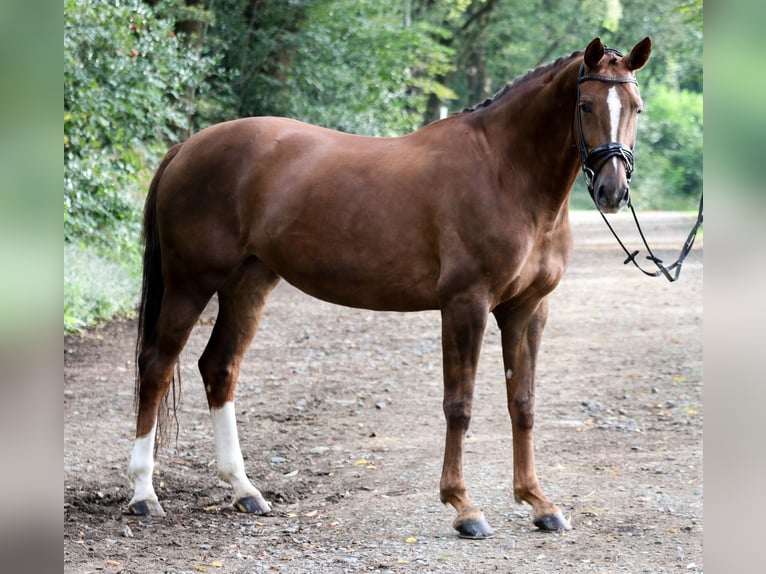 Duits sportpaard Merrie 6 Jaar 171 cm Vos in Wuppertal