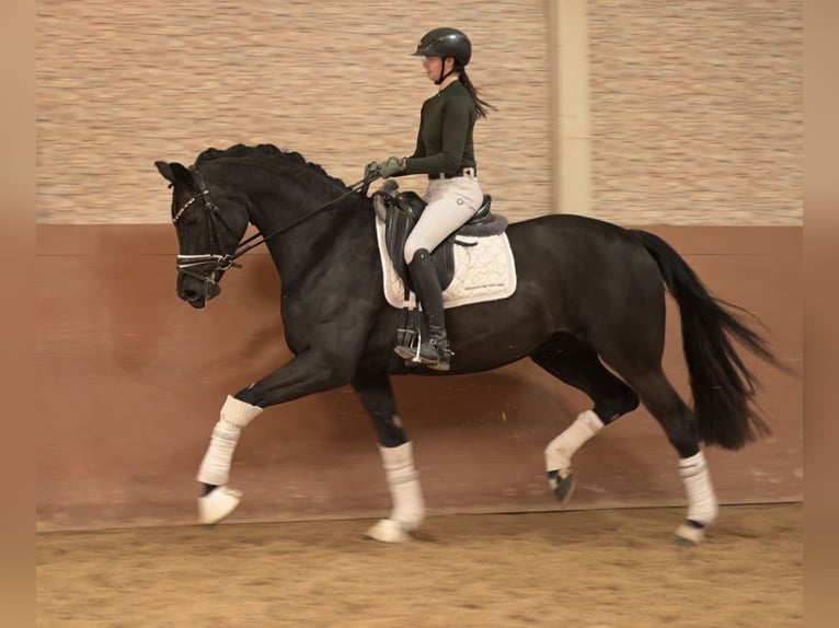 Duits sportpaard Merrie 6 Jaar 171 cm Zwart in Wehringen