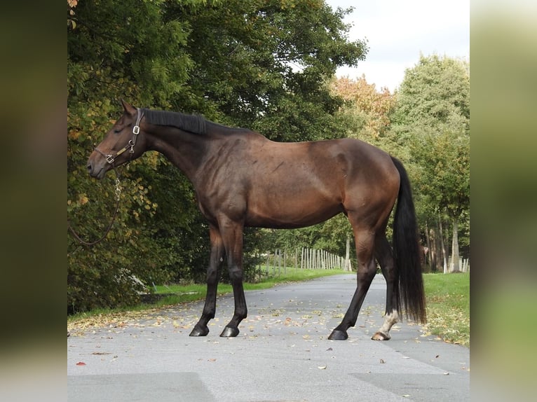 Duits sportpaard Merrie 6 Jaar 172 cm Bruin in Verl