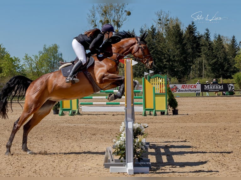 Duits sportpaard Merrie 6 Jaar 172 cm Bruin in Hammer