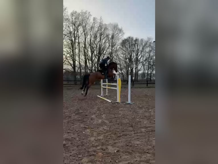 Duits sportpaard Merrie 6 Jaar 172 cm Bruin in Enschede
