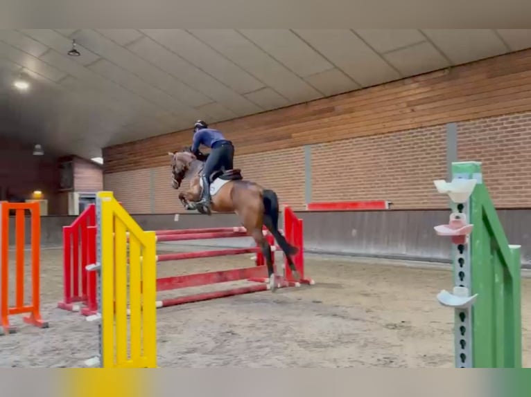 Duits sportpaard Merrie 6 Jaar 172 cm Bruin in Enschede