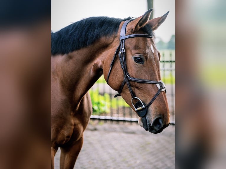 Duits sportpaard Merrie 6 Jaar 172 cm Bruin in Enschede