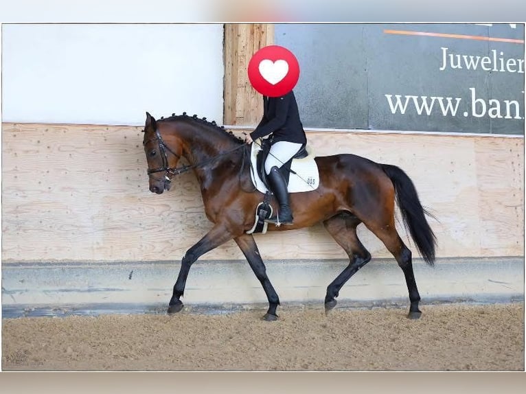 Duits sportpaard Merrie 6 Jaar 172 cm Donkerbruin in Lommatzsch