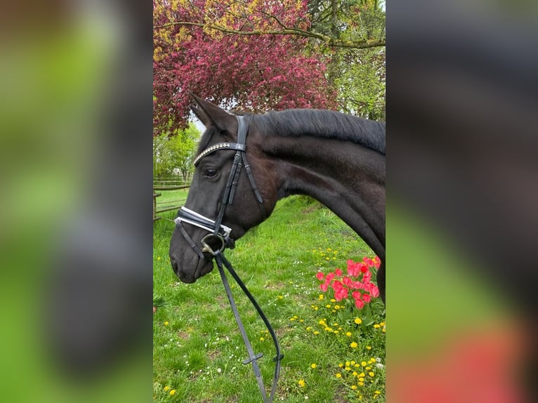 Duits sportpaard Merrie 6 Jaar 172 cm Zwart in Möttingen