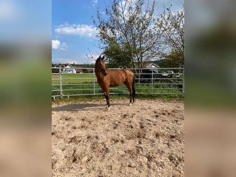 Duits sportpaard Merrie 6 Jaar 173 cm Bruin in Schopfloch