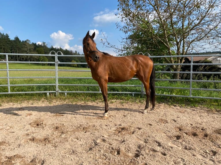 Duits sportpaard Merrie 6 Jaar 173 cm Bruin in Schopfloch