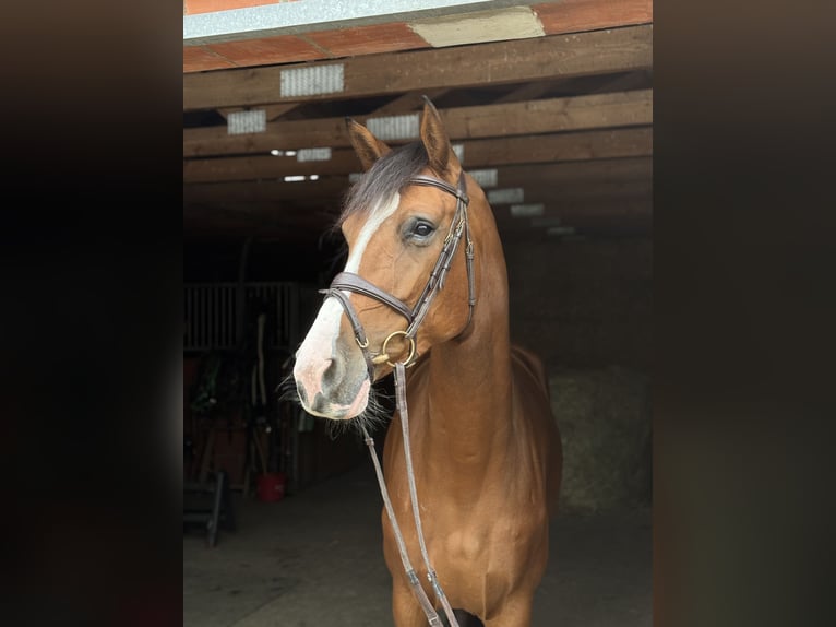 Duits sportpaard Merrie 6 Jaar 173 cm Bruin in Kamenz