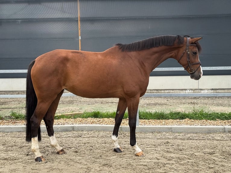 Duits sportpaard Merrie 6 Jaar 173 cm Bruin in Kamenz