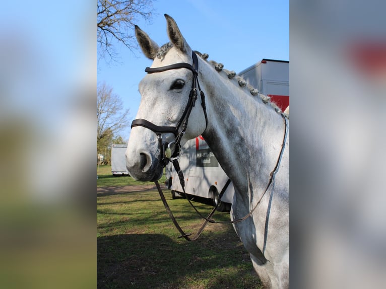 Duits sportpaard Merrie 6 Jaar 173 cm Schimmel in Helbra