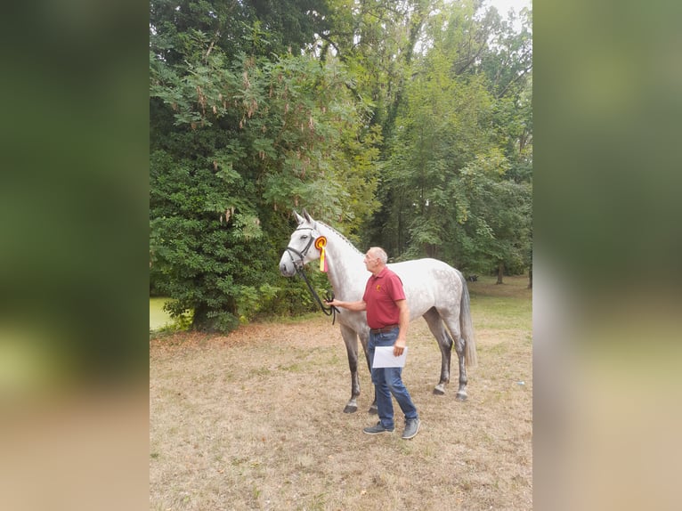 Duits sportpaard Merrie 6 Jaar 173 cm Schimmel in Helbra