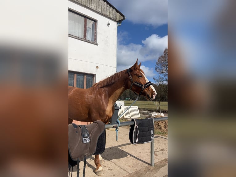 Duits sportpaard Merrie 6 Jaar 173 cm Vos in Neuruppin