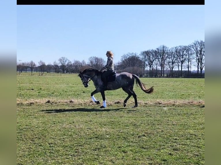 Duits sportpaard Merrie 6 Jaar 175 cm Schimmel in Perleberg