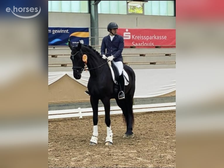 Duits sportpaard Merrie 6 Jaar 175 cm Zwart in SaarlouisSaarlouis